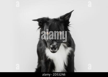 Gros plan d'un chien drôle portant des lunettes. Border Collie nerd choqué, retour à l'école, concept d'intelligence animale. Adorable animal de compagnie qui regarde de côté Banque D'Images