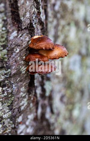 Champignon poussant sur le côté d'un arbre à Steveston Colombie-Britannique Canada Banque D'Images