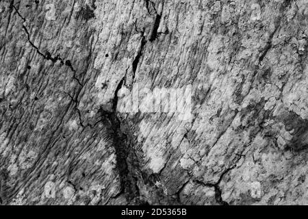 Image en noir et blanc de la texture de l'écorce de l'arbre Banque D'Images