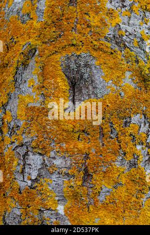 Lichen orange poussant sur le tronc d'un arbre vivant Le long du front de mer de Steveston en Colombie-Britannique Banque D'Images