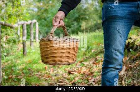 Homme tenant un panier de châtaignes dans les bois, châtaignes sardes, aritzo Banque D'Images