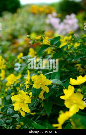 Hypericum patulum, goldencup, St. Millepertuis,mousqueta jaune,fleurs jaune citron,floraison,arbuste,arbustes,RM floral Banque D'Images