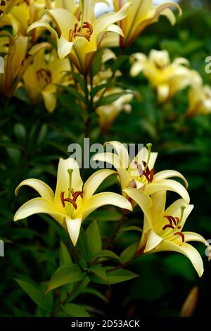 Lys asiatiques jaunes,lys,fleurs,fleurs,fleurs,jardin,RM floral Banque D'Images