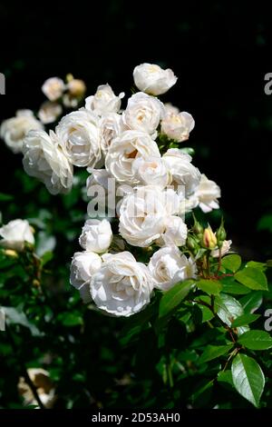 Rosa Iceberg,Rose iceberg,florale,rosiers,roses,fleurs blanches,fleurs,fleurs,fleurs,RM Floral Banque D'Images