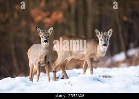 Deux jeunes chevreuils debout sur le terrain en hiver. Banque D'Images