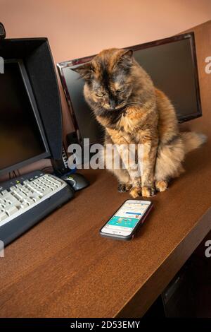 Le chat est intéressé à regarder ce qui se passe sur l'écran du téléphone, regardant attentivement la vidéo Banque D'Images