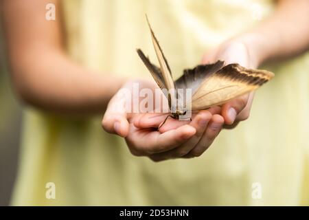 jolie petite fille tenant vivant beau papillon sur sa main Banque D'Images