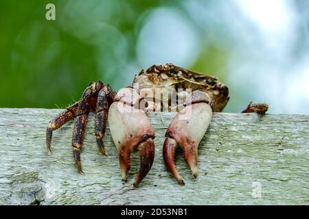 crabe sur la plage, photo numérique comme arrière-plan Banque D'Images