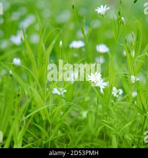 Petites fleurs blanches sur fond de feuilles vertes. Le cerastium est un genre de plantes annuelles, annuelles d'hiver ou vivaces appartenant à la famille Caryop Banque D'Images