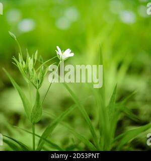 Fleurs d'oreille de souris de champ, cerastium arvense gros plan. Petite fleur blanche sur fond de feuilles vertes. Banque D'Images