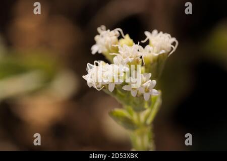 Gros plan des fleurs de la plante Stevia rebaudiana, édulcorant naturel Banque D'Images