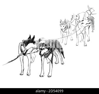 Équipe de chiens de traîneau prêts à courir croquis au crayon. Arrière-plan hiver paysage du nord. Illustration du fonctionnement de husky Banque D'Images