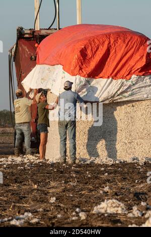 Les mains de la ferme tirent une couverture protectrice sur un module de coton après qu'il est sorti du stomper pour l'expédition à la ferme de Schirmer pendant la récolte le 23 août 2020 à Batesville, Texas. Les Stompers utilisent un vérin hydraulique et une poutre de tramper pour comprimer le coton en modules, de 32 pieds de long, de 7 1/2 pieds de large et de 9 1/2 pieds de haut. Banque D'Images
