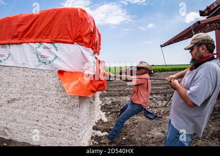 Les mains de la ferme tirent une couverture protectrice sur un module de coton après qu'il est sorti du stomper pour l'expédition à la ferme de Schirmer pendant la récolte le 22 août 2020 à Batesville, Texas. Les Stompers utilisent un vérin hydraulique et une poutre de tramper pour comprimer le coton en modules, de 32 pieds de long, de 7 1/2 pieds de large et de 9 1/2 pieds de haut. Banque D'Images