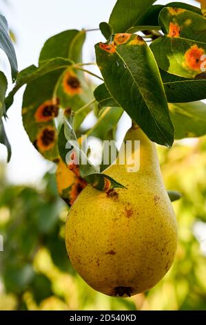 Rouille de poire sur les feuilles de poire Concorde. (Concorde est une croix entre Conference et Doyenne du Comice). Banque D'Images