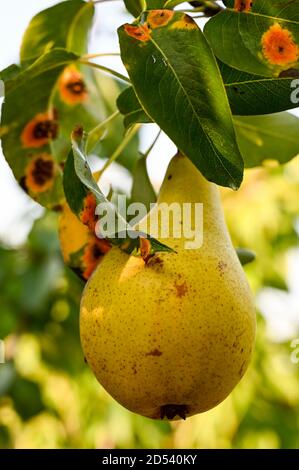 Rouille de poire sur les feuilles de poire Concorde. (Concorde est une croix entre Conference et Doyenne du Comice). Banque D'Images