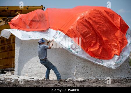 Les mains de la ferme tirent une couverture protectrice sur un module de coton après qu'il est sorti du stomper pour l'expédition à la ferme de Schirmer pendant la récolte le 22 août 2020 à Batesville, Texas. Les Stompers utilisent un vérin hydraulique et une poutre de tramper pour comprimer le coton en modules, de 32 pieds de long, de 7 1/2 pieds de large et de 9 1/2 pieds de haut. Banque D'Images