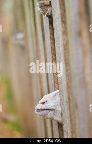 Chèvres affamées au zoo en automne. Banque D'Images