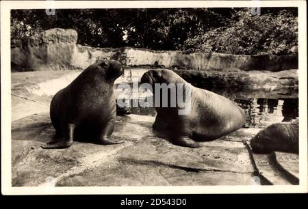 Hambourg Eimsbüttel Stellingen, Carl Hagenbecks Tierpark, Walrosse | utilisation dans le monde entier Banque D'Images