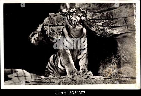 Hambourg Eimsbüttel Stellingen, Carl Hagenbecks Tierpark,Ostsibirischer Tiger | utilisation dans le monde entier Banque D'Images