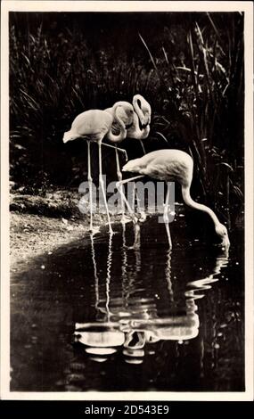 Hambourg Eimsbüttel Stellingen, Carl Hagenbecks Tierpark, Flamingos | utilisation dans le monde entier Banque D'Images