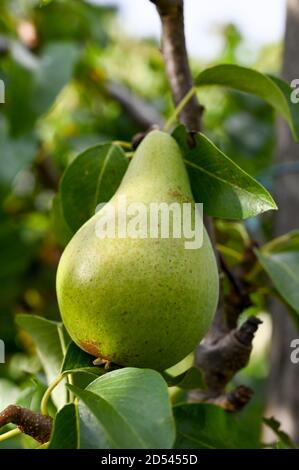 Concorde Pear (croisement entre Conference et Doyenne du Comice) en croissance naturelle. Banque D'Images