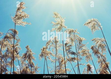 Roseaux contre le ciel bleu clair. Temps chaud par jour ensoleillé. La canne est semblable à un grand arbre au soleil. Banque D'Images