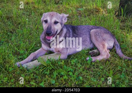 Chiot mongrel chien sur le fond de l'herbe verte gros plan Banque D'Images