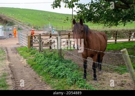 Chalfont St Giles, Buckinghamshire, Royaume-Uni. 12 octobre 2020. La vie de ferme tente de se poursuivre normalement malgré HS2 faisant des travaux préparatoires pour la construction d'un puits de ventilation qui donnera accès au tunnel Chiltern de 10 miles de long une fois qu'il est coupé sous terre. Le train à grande vitesse HS2 de Londres à Birmingham est largement dépassé par le budget et les protestations contre lui se poursuivent le long de la ligne par les militants écologistes en raison de la destruction des terres boisées et des habitats fauniques. Crédit : Maureen McLean/Alay Banque D'Images