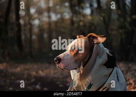 Chien terrier du Staffordshire en couverture dans la forêt d'automne. Beau portrait d'un chien posé à l'extérieur sur un après-midi froid, aventures, voyage et h Banque D'Images