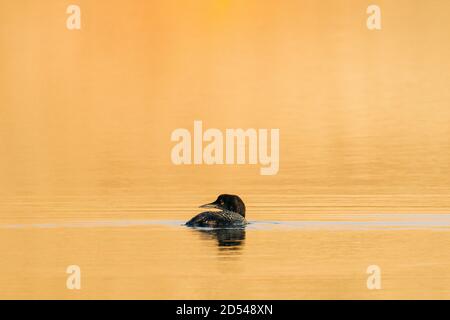 Vue rapprochée d'un Loon commun sur un lac orange au lever du soleil Banque D'Images