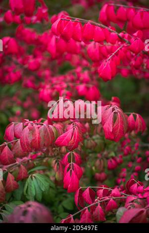 Gros plan de feuilles rouges brillantes d'arbustes en feu à l'automne. Banque D'Images