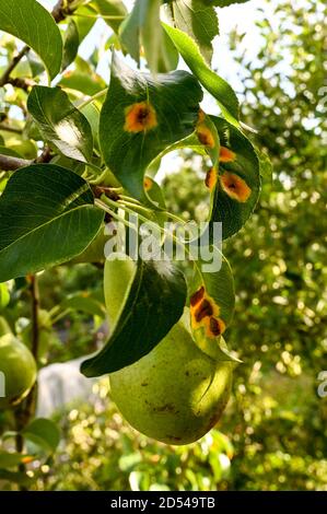 Rouille de poire sur les feuilles de l'arbre de poire Concorde (Concorde est une croix entre Conference et Doyenne du Comice.) Banque D'Images