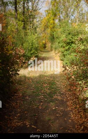 forêt d'automne avec route en journée ensoleillée Banque D'Images