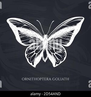 Ensemble vectoriel de craie dessinés à la main, papillon à queue d'allowtail Illustration de Vecteur