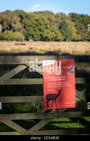 Panneau rouge « pouvez-vous sentir le cerf » demandant aux propriétaires de chiens de garder les chiens en tête dans le parc national de New Forest, dans le Hampshire, en Angleterre, au Royaume-Uni Banque D'Images