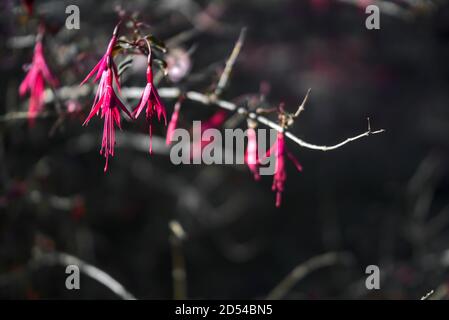 Magnifique Fuchsia magellanica Riccartonii fleurs en forme de cloche automnale sur fond gris flou avec un foyer sélectif et un espace de copie. Fleur sauvage Banque D'Images