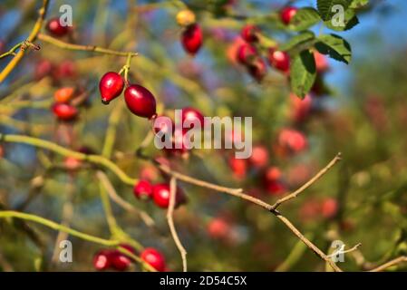 Magnifique photo automnale de nombreux fruits mûrs aux hanches roses avec des feuilles vertes sur fond d'automne chaud, Marlay Park, Dublin, Irlande Banque D'Images