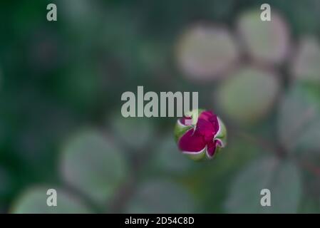 Vue rapprochée d'une seule petite rose pourpre qui fleuit en automne sur un campus universitaire à Dublin, en Irlande Banque D'Images