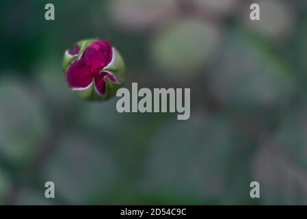 Vue rapprochée d'une seule petite rose pourpre qui fleuit en automne sur un campus universitaire à Dublin, en Irlande Banque D'Images