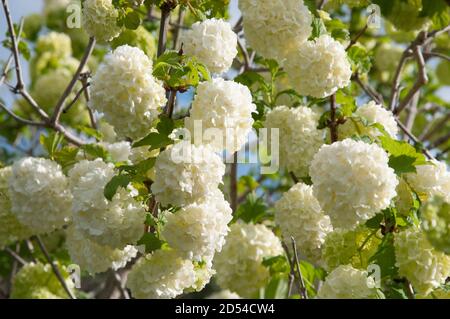 Guelder rose, Viburnum opulus, pompom ou boule de neige, originaire de N. L'Europe Banque D'Images