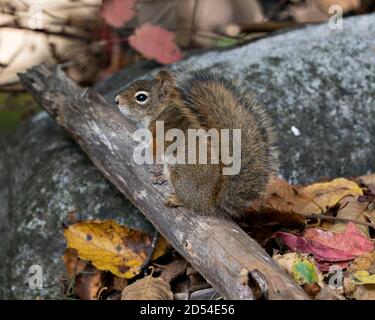 Écureuil vue rapprochée profil assis sur une bûche dans la forêt avec une queue broussaillée, fourrure brune, avec un fond de roche floue dans son habitat et enviro Banque D'Images