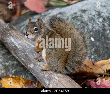 Vue rapprochée de l'écureuil assis sur une bûche dans la forêt avec une queue broussaillée, une fourrure brune, un nez, des yeux, des pattes avec un arrière-plan de roche flou. Banque D'Images