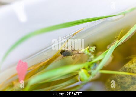 Gros plan sur le tadpole de grenouille grise de Virginie nage dans l'aquarium extérieur avec jambes et pieds Banque D'Images