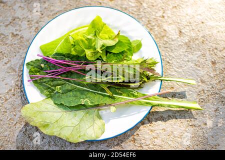 Gros plan de légumes de jardin locaux colorés violet rose vert rouge rouge avec kohlrabi, mizuna, laitue, kale et feuilles de basilic pour la salade o Banque D'Images