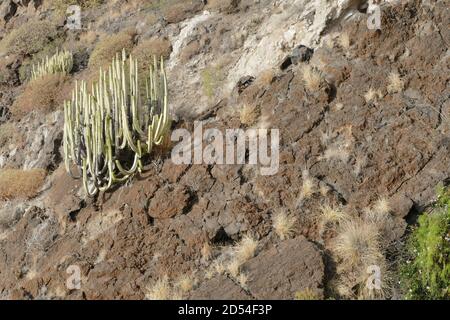 Photo Photo d'un cactus sur la montagne Banque D'Images