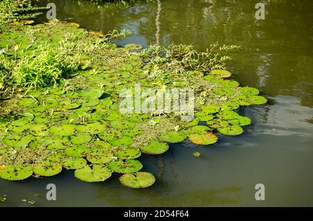 Plantes aquatiques le long des berges de la rivière Chagres à Gamboa Banque D'Images