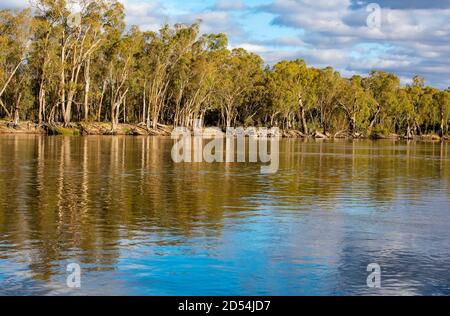 Gommiers sur la rive de la rivière Murray qui borde la Nouvelle-Galles du Sud et Victoria en Australie Banque D'Images