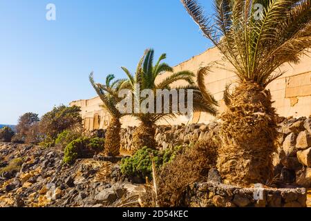 Large bas angle vers le haut du coffre et sous l'avant du Cocos nucifera cococotier avec fruits verts sur ciel bleu arrière-plan Banque D'Images