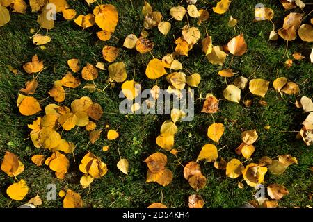 Les feuilles d'Aspen qui sont tombées au sol à l'automne dans les régions rurales de l'Alberta au Canada. Banque D'Images